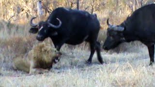 Buffaloes Stop 3 Male Lions From Killing Another Lion [upl. by Latsirhc]