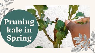 Cutting back and Pruning Kale in spring for healthy new growth [upl. by Bardo]