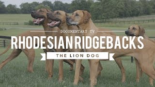 ALL ABOUT RHODESIAN RIDGEBACKS THE AFRICAN LION HUNTING DOG [upl. by Nerred521]