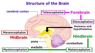 The Structure and Physiology of the Human Brain [upl. by Melisse371]