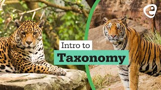 Introduction to Taxonomy [upl. by Seftton]