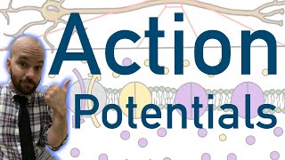 Action Potentials  Animated Explained Graphed [upl. by Ahseined]