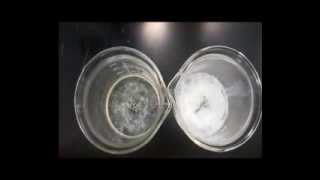 Denaturation of Proteins Experiment [upl. by Previdi]