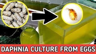 HOW TO HATCH DAPHNIA EGGS  HOW TO CULTURE DAPHNIA [upl. by Seluj]