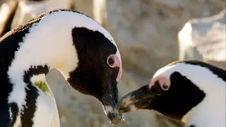 Best of Penguins  Top 5  BBC Earth [upl. by Bloem]