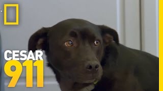 How To Build A Dogs SelfEsteem  Cesar 911 [upl. by Yecnahc]