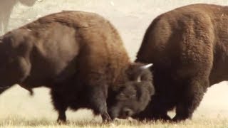 Bison Battle  Yellowstone  BBC Earth [upl. by Jet]