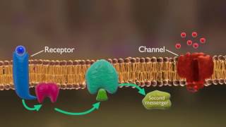 Receptors and Reuptake  Neutron  Biopsychology [upl. by Bambie]