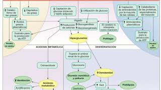 Fisiopatologia da Diabetes do Tipo 2 [upl. by Avad920]