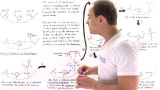 Mechanism of Chymotrypsin and Catalytic Triad [upl. by Lemra515]