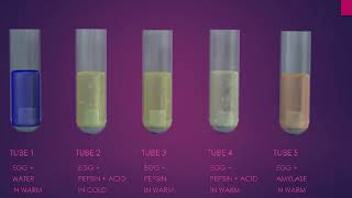 pepsin digestion of protein experiment [upl. by Hynes651]