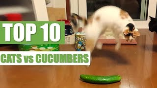 Cats vs Cucumbers A Compilation [upl. by Caron235]