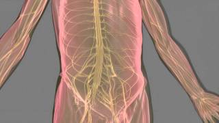 Multifocal Motor Neuropathy MMN [upl. by Lenox]