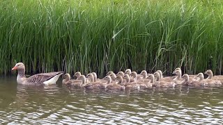 Greylag Goose Call Goslings and Bathing [upl. by Borchert221]