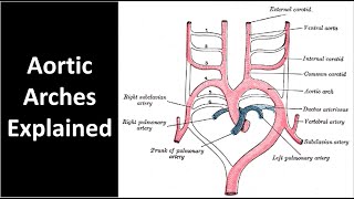 Aortic Arches Explained [upl. by Sutsuj205]