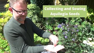 Sowing Aquilegia Seeds  How to Sow Seeds  Hardy Perennials  Gardening Tips  Collecting Seeds [upl. by Ag]