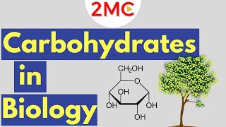 Carbohydrates  Biological Molecules Simplified 1 [upl. by Naida]