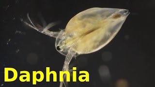 Daphnia [upl. by Hniht]