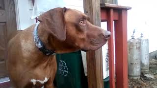 1 Rhodesian ridgeback barking on the porch [upl. by Idolem]