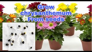 How to grow chrysanthemum from seeds [upl. by Denman707]