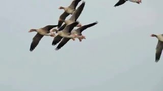 Greylag Geese landing on ice [upl. by Eirojam]