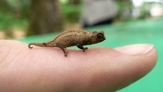 10 Adorable Pygmy Animals [upl. by Bartolome]