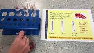 B2 pH pepsin and the Digestion of meat [upl. by Gale]