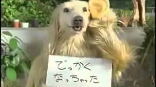 Comercial de Japón perro perturbador [upl. by Oibirot554]