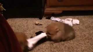 Pomeranian puppies play tug of war Single sock solutions [upl. by Arahsit]