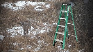 Deer Hunting Strategy  Step Ladder [upl. by Jos]