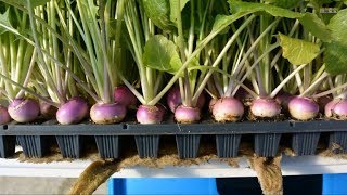 Hydroponics  at Home and for Beginners [upl. by Loesceke]