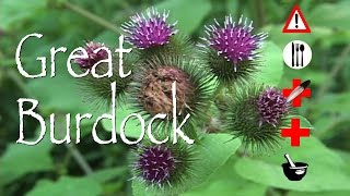 Great Burdock Edible Medicinal Cautions amp Other Uses [upl. by Garett]