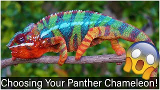 Choosing Your Panther Chameleon [upl. by Beard712]