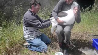 Banding a first time returning Royal Albatross at the Royal Albatross colony Dunedin New Zealand [upl. by Snell512]