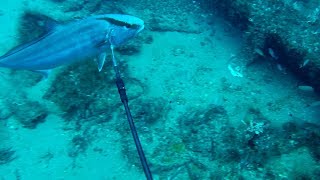 Pole Spearing Amberjacks W MAKO Carbon Fiber Spear [upl. by Paza]