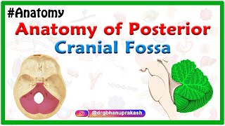 Anatomy of Posterior cranial Fossa [upl. by Marucci37]