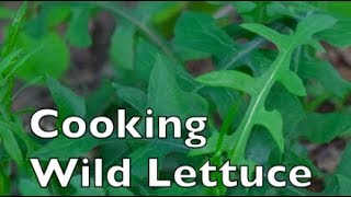 3 Ways to Cook Wild Lettuce Lactuca canadensis [upl. by Weksler828]