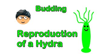 How does a Hydra Reproduce The process of Budding [upl. by Ahtera631]