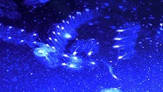 Luminescent Sea Salps [upl. by Nnazus875]