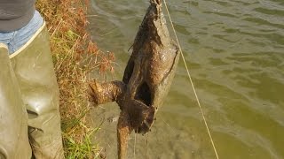 Catching Turtles In A Farm Pond [upl. by Clift]