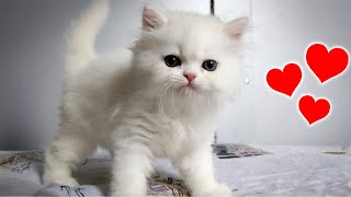 I Adopted a 7 Week Old Persian Kitten [upl. by Nuncia]