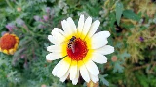 How to Grow Chrysanthemums from Seed [upl. by Acissj]