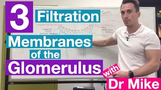 Filtration Membranes of Glomerulus  Renal System [upl. by Gnous]