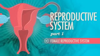 Reproductive System Part 1  Female Reproductive System Crash Course Anatomy amp Physiology 40 [upl. by Airotel333]