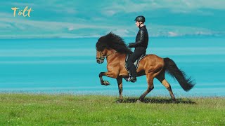 5 gaits of the Icelandic horse [upl. by Schulz846]