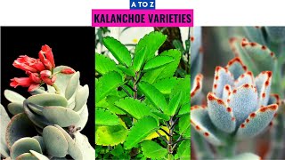 Kalanchoe Varieties A to Z [upl. by Anwahsak402]