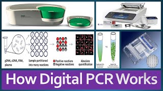 Digital PCR Introduction Principle Advantages Applications How Digital PCR Works [upl. by Mallory]