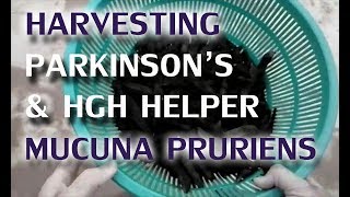 Harvesting Parkinsons amp HGH Helper Mucuna Pruriens [upl. by Nata]