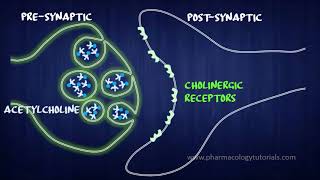 Toxicology of Acetylcholinesterase Inhibitors I  Neurotransmission [upl. by Takara220]