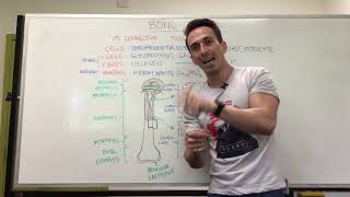 Bony Tissue  Anatomy of a Long Bone [upl. by Nanam]